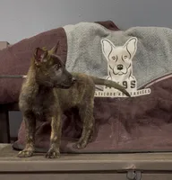 Lilly, a female Belgian Malinois and German Shepherd Dog for sale in Colorado Springs, CO – 1 of 1
