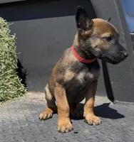 Red , a male Belgian Malinois for sale in Colorado Springs, CO – 1 of 1