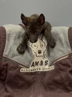 Butch, a male Belgian Malinois and German Shepherd Dog for sale in Colorado Springs, CO – 1 of 1