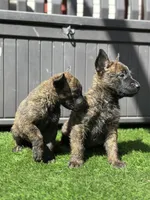 Scooter, a male Dutch Shepherd for sale in Colorado Springs, CO – Photo 2 of 2