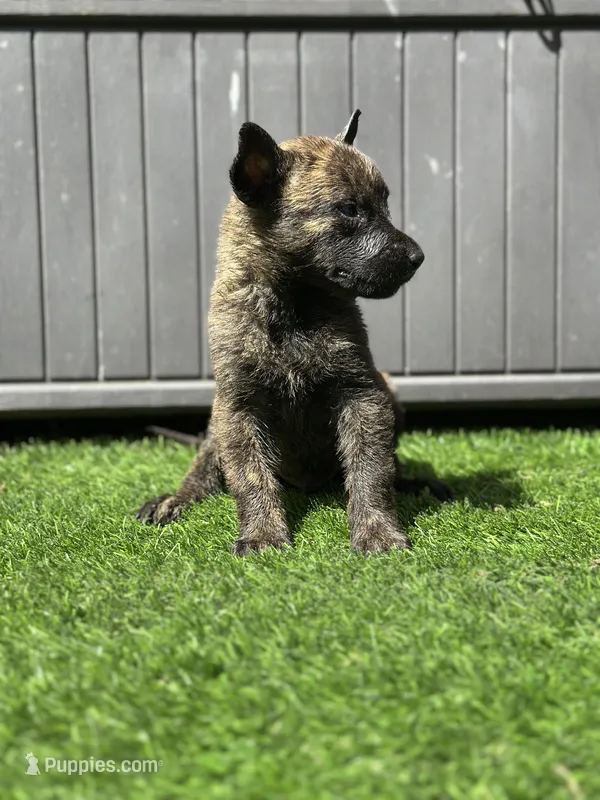 Scooter – Dutch Shepherd puppy for sale in Colorado Springs, CO