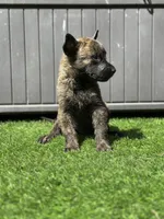 Scooter, a male Dutch Shepherd for sale in Colorado Springs, CO – Photo 1 of 2