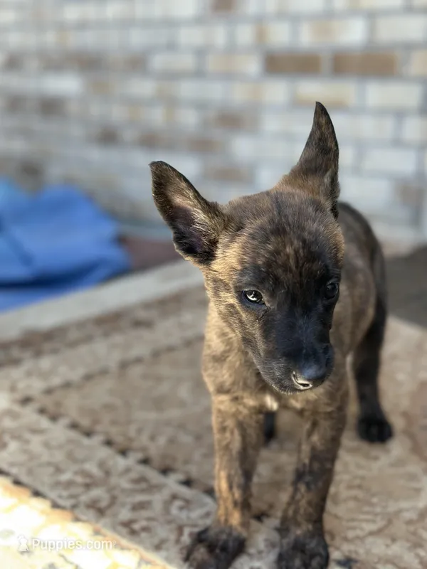 Scooter – Dutch Shepherd puppy for sale in Colorado Springs, CO