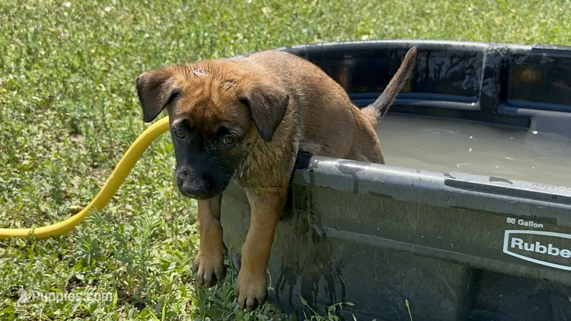 Blue  – Belgian Malinois puppy for sale in Colorado Springs, CO