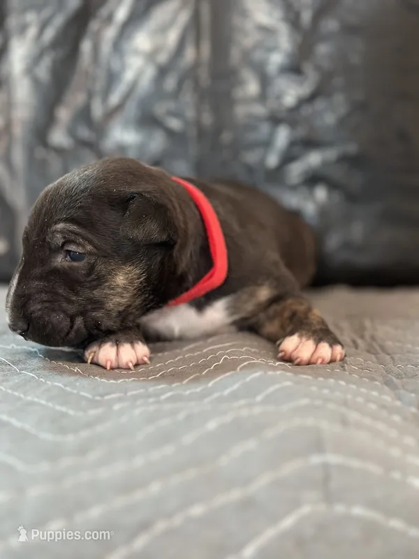 Deebo – Bull Terrier puppy on hold in Colorado Springs, CO