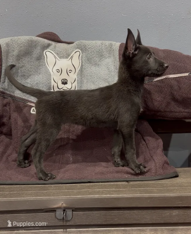 Zelda – Belgian Malinois, German Shepherd Dog puppy for sale in Colorado Springs, CO
