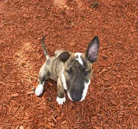 Chico , a male Bull Terrier for sale in Colorado Springs, CO – 3 of 3