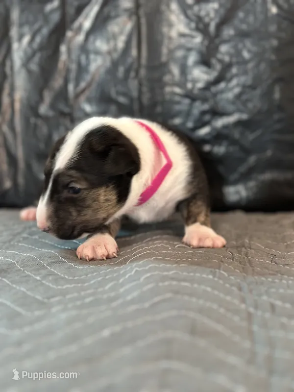 Lisa – Bull Terrier puppy for sale in Colorado Springs, CO