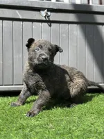 Bart, a male Dutch Shepherd for sale in Colorado Springs, CO – Photo 4 of 4