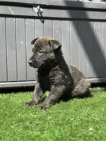Bart, a male Dutch Shepherd for sale in Colorado Springs, CO – Photo 3 of 4