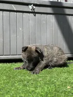 Bart, a male Dutch Shepherd for sale in Colorado Springs, CO – Photo 2 of 4