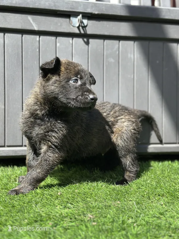 Bart – Dutch Shepherd puppy for sale in Colorado Springs, CO