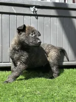Bart, a male Dutch Shepherd for sale in Colorado Springs, CO – Photo 1 of 4