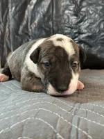 Chico, a male Bull Terrier for sale in Colorado Springs, CO – 1 of 4