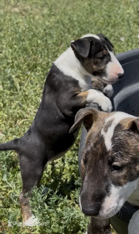 Felicia – Bull Terrier puppy for sale in Colorado Springs, CO
