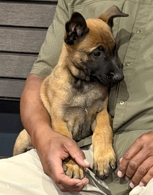 Blue  – Belgian Malinois puppy for sale in Colorado Springs, CO