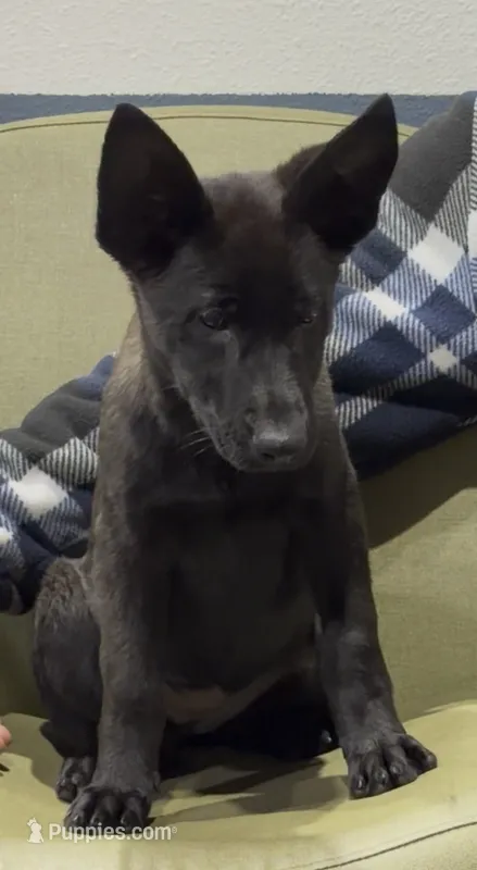 Zia – Belgian Malinois, German Shepherd Dog puppy for sale in Colorado Springs, CO