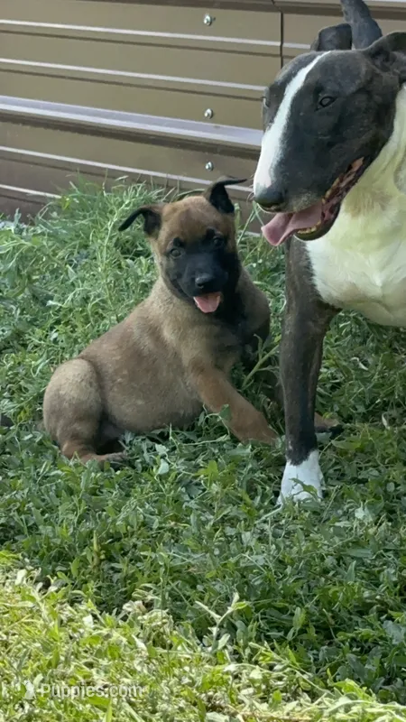 Blue  – Belgian Malinois puppy for sale in Colorado Springs, CO