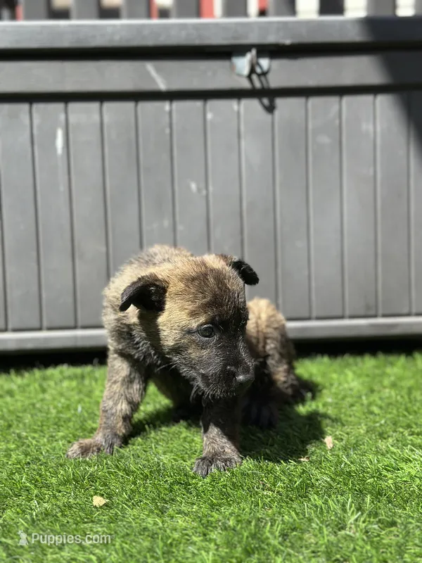 Sammy – Dutch Shepherd puppy for sale in Colorado Springs, CO