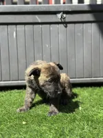 Sammy, a male Dutch Shepherd for sale in Colorado Springs, CO – Photo 1 of 3