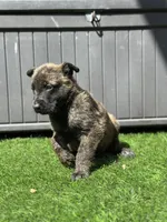 Sammy, a male Dutch Shepherd for sale in Colorado Springs, CO – Photo 2 of 3