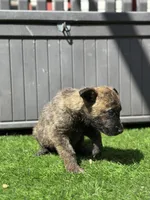 Sammy, a male Dutch Shepherd for sale in Colorado Springs, CO – Photo 3 of 3