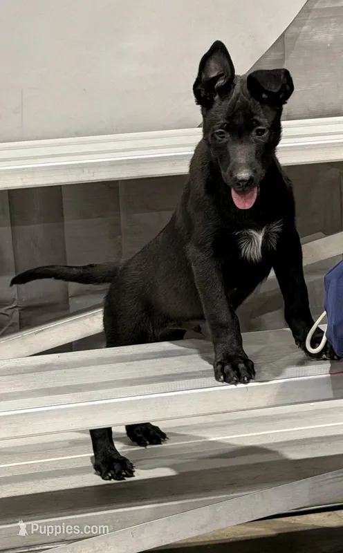 Jack  – Belgian Malinois puppy for sale in Colorado Springs, CO
