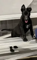 Jack , a male Belgian Malinois for sale in Colorado Springs, CO – 6 of 6