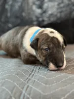 Chico, a male Bull Terrier for sale in Colorado Springs, CO – 2 of 4