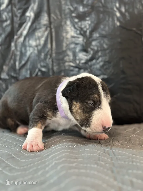 Felicia – Bull Terrier puppy for sale in Colorado Springs, CO