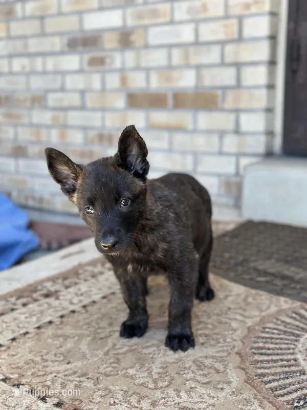 Bruce – Dutch Shepherd puppy for sale in Colorado Springs, CO