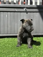 Bruce, a male Dutch Shepherd for sale in Colorado Springs, CO – Photo 2 of 4