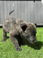 Bruce, a male Dutch Shepherd for sale in Colorado Springs, CO – Photo 3 of 4