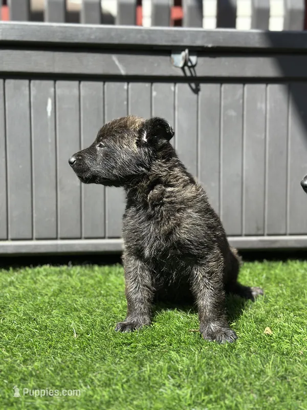 Bruce – Dutch Shepherd puppy for sale in Colorado Springs, CO