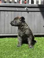 Bruce, a male Dutch Shepherd for sale in Colorado Springs, CO – Photo 1 of 4