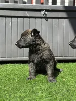 Bruce, a male Dutch Shepherd for sale in Colorado Springs, CO – Photo 4 of 4
