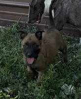 Pink , a female Belgian Malinois for sale in Colorado Springs, CO – 2 of 6