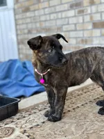 Sue , a female Dutch Shepherd for sale in Colorado Springs, CO – 2 of 5