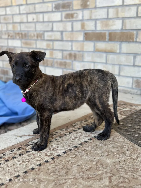Sue  – Dutch Shepherd puppy for sale in Colorado Springs, CO