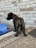 Sue , a female Dutch Shepherd for sale in Colorado Springs, CO – 3 of 5