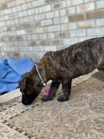 Sue , a female Dutch Shepherd for sale in Colorado Springs, CO – 4 of 5