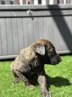 Sue , a female Dutch Shepherd for sale in Colorado Springs, CO – Photo 2 of 2