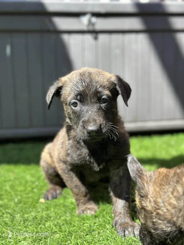 Sue  – Dutch Shepherd puppy for sale in Colorado Springs, CO