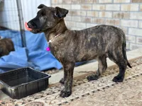 Sue , a female Dutch Shepherd for sale in Colorado Springs, CO – 5 of 5