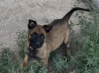 Pink , a female Belgian Malinois for sale in Colorado Springs, CO – 6 of 6