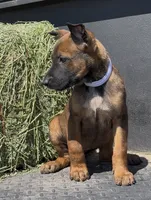 White , a female Belgian Malinois for sale in Colorado Springs, CO – 2 of 2