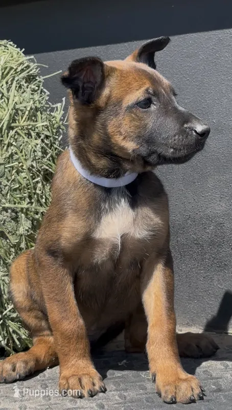 White  – Belgian Malinois puppy for sale in Colorado Springs, CO