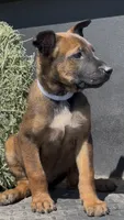 White , a female Belgian Malinois for sale in Colorado Springs, CO – 1 of 2
