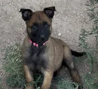 Pink , a female Belgian Malinois for sale in Colorado Springs, CO – 5 of 6