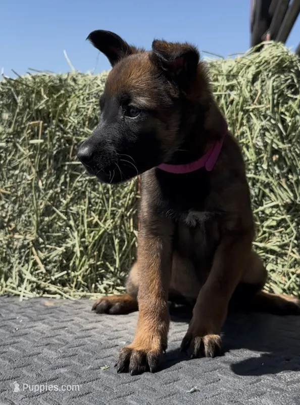 Pink – Belgian Malinois puppy for sale in Colorado Springs, CO